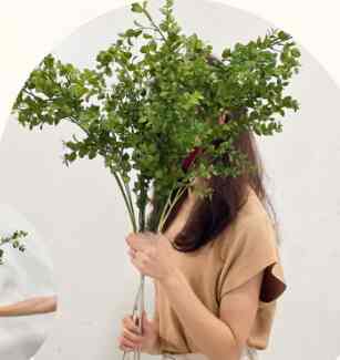 MINT LEAVES HANGING GRASS / DAUN JUNTAI