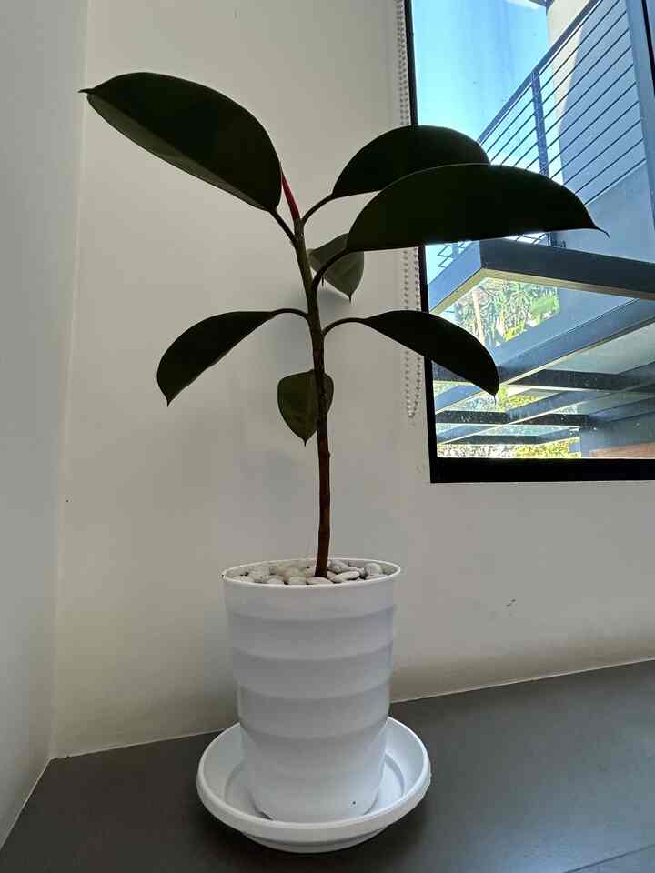 毎日水やりをする必要がない観葉植物。 #pohon #tanaman #indoor 