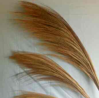 12batang rayung lokal | Pampas coklat | dekorasi rustic