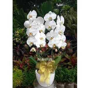 Anggrek bulan rangkaian 2 Pohon - putih
