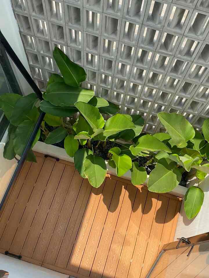 Our Favorite Spot at home ✨

Walaupun di lahan terbatas, kami bersyukur masih memiliki spot hijau dan terbuka seperti ini.
Sirkulasi udara menjadi lebih baik dan banjir sinar matahari saat pagi hari.
Kami sering menghabiskan waktu bersama di area backyard yg hanya berukuran 2 x 2,4 meter ini. 
Sekedar santai sambil bermain bersama atau bahkan anak-anak sering bermain saat turun hujan.

#Backyard #TamanKecil #TamanDalamRumah #LantaiTaman #DeckingTaman #WPCDecking #RosterJapandi #RosterMinimalis #DindingRoster #InspirasiTamanKecil #SantaiDiRumah #RuanganFavorit