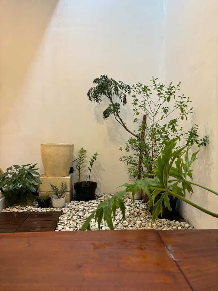 Dari dulu saya suka menghadirkan suasana luar ke dalam ruangan, karena menurut saya penghijauan di dalam rumah menciptakan suasana segar dan sejuk. Meski masih banyak yang harus ditingkatkan terutama keterampilan merawat tanaman 😅, tanaman ini menjadi salah satu tempat favorit untuk bersantai sejenak, apalagi saat hujan. Senang sekali duduk di sini dan menangis. Semoga taman kecil ini bisa lebih subur lagi kedepannya 😉
#tanaman kering #indoorplant #tanamandalamruangan #tanamanrumah #tanamanhijau