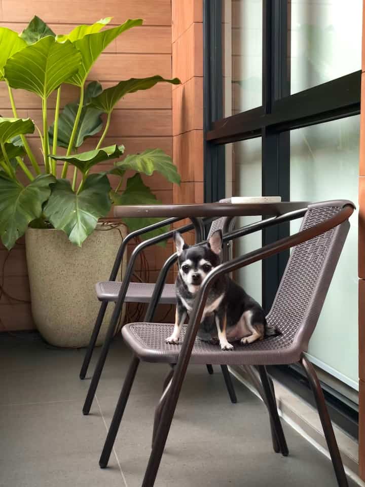 ⭐️Tiny Balcony⭐️

Ini adalah balcon kecil dirumahpojok. Balkon ini jarang digunakan, tetapi sesekali digunakan untuk duduk-duduk santai di sore hari atau jika ada kerabat yang berkunjung ingin merokok.

Untuk menambah dekorasi aku menggunakan teralis besi minimalis sebagai railing untuk aksen, bangku taman dan pot besar berisi tanaman. 
_
#tinybalcony
#balkonkecil
#balkonminimalis
#lampuoutdoor
#LantaiBalkon
#Balconystyling

