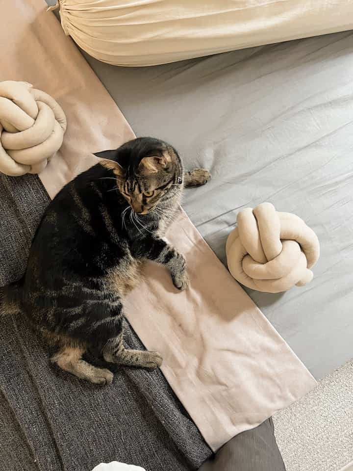 Rumah yang Homey untuk Hewan.

Rumah yang dikatakan homey untuk kami, adalah rumah yang nyaman juga ditempati oleh anabul kami. Tidak untuk kami saja, anabul kami jg senang bermain dan santai di rumah. Oleh sebab itu, kami menambah tanaman2 yang aman untuk anabul ku dan juga ambience warm seperti lampu dan wallpaper ambalan kuning.

#CatRumahMinimalis #WarnaCatRumah #SudutNyamanKeluarga #RumahAnabul #Rumahnyaman #RuangFavoritKeluarga #KamarJapandi