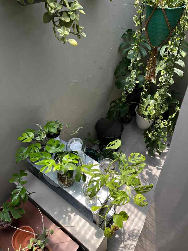 Menata taman mini di kamar atap salah satu cara sempurna untuk menghadirkan suasana alam ke dalam ruang pribadi. Dengan pencahayaan alami dari atap, tanaman-tanaman indoor dapat tumbuh subur dan memberikan nuansa segar di setiap sudut. 🌿✨ 
#WarnaCatRumah
#MakeOverKamar
#StylingGarden 
#KamarAtap 
#TamanIndoor 
#SudutHijau 
#DekorasiTanaman 