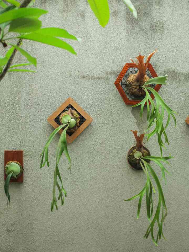 Top 4 pembelian kita bulan iniiii.
Lebih kebanyakan beli buat yang hijau-hijau sihhh, salah satunya ada bingkai buat tanaman platycerium, biar makin cantik ditaro didinding. Yang kedua ada jam meleleh estetik yang murce murce ajaaa. Yang ketiga ada pot hitam nan cantik untuk si anthurium ku. Dan yang terakir ada botol kaca untuk sabun dikamar mandi kitaa ✨
#TembokKamprot
#SpillBarangMurah
#RekomendasiProduk