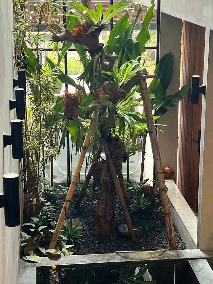 Untuk memaksimalkan konsep rumah tropis, kami menginginkan adanya taman hidup di dalam rumah. Dengan memanfaatkan space 2.1 m x 2.7 m akhirnya taman mini ini berhasil kami wujudkan. Kuncinya memilih tanaman yang bisa hidup dengan sinar matahari terbatas dan mudah dirawat

#TamanTropis #RumahTropis #RuangTerbatas #NeverTooSmall #TamanKecil #MiniGarden #InHouseGarden

