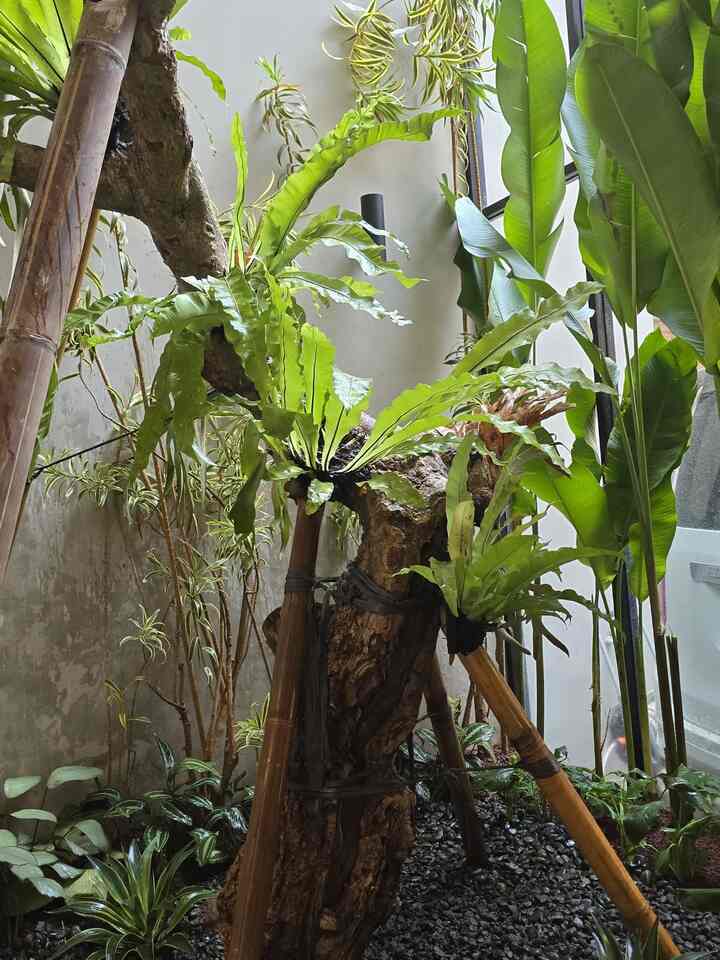 Memiliki taman di dalam rumah, bagi kami susah-susah gampang. Kuncinya adalah menemukan tanaman yang bisa hidup minim sinar matahari dan yang pasti mudah untuk dirawat. Setelah 1 tahun lebih di rumah buaran, akhirnya kami merenovasi ulang taman indoor ini. Beberapa tanaman diganti, disesuaikan dengan kondisi rumah. 
#TamanIndoor #SmallChangesBigImpact #InspirasiRenovasi #IdeTaman #InHousePlants 