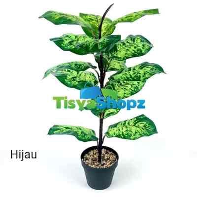 Pohon Ketapang Biola Besar Semi Latex Tinggi 70 cm