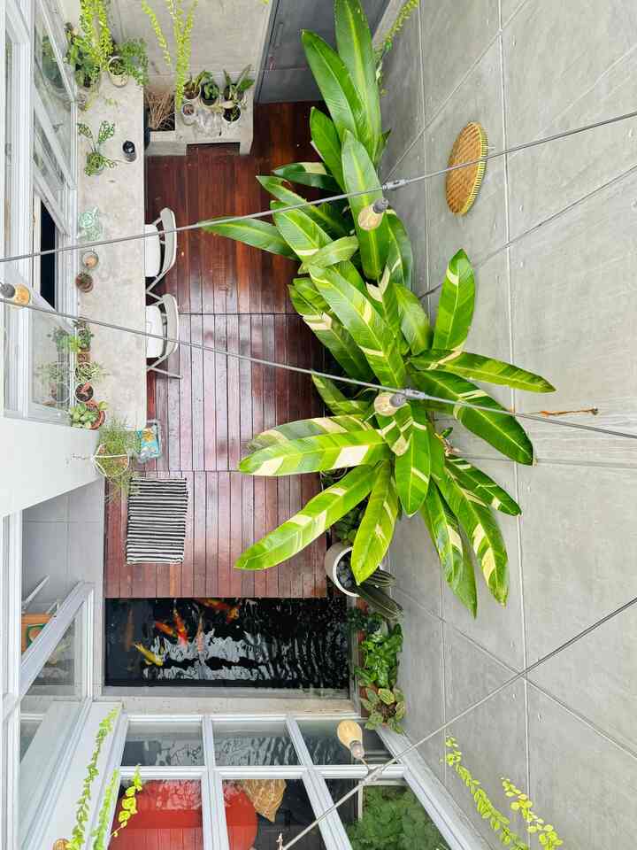 Innercourt from a different angle ✨✨

The innercourt or back garden in this bush house functions as lungs and a source of light throughout the day. Roofed with solartuff, but some are left open as additional air ventilation.

In the innercourt there is a koi pond with the sound of flowing water that is soothing. Here there are also tables and benches like in a cafe for breakfast or just having coffee.

The plants here are deliberately planted in pots. There are hanging lee kwan yew, towering heliconia variegata and other plants in pots. There is also a decking made of bengkirai wood which not only adds to the aesthetics, but also makes it easier for us to do activities.

#homegarden #tamanbelakang #innercourt #rumahtropis #kolamikan #tropical #plantlovers #deckingkayu #semenekspos #homecafe