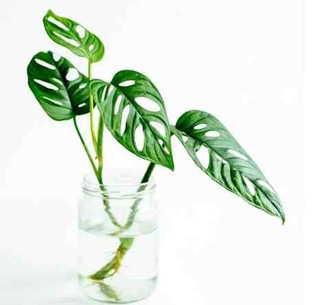 Tanaman Hias Janda Bolong Monstera Obliqua