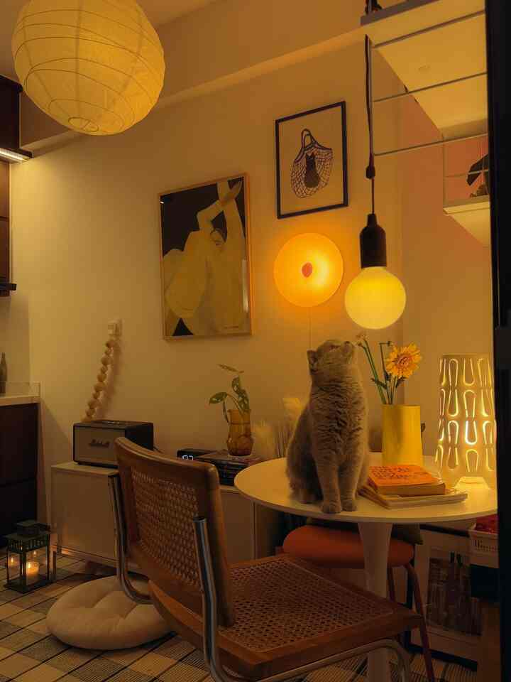Chill vibes on point, ditemani si furry buddy yang lagi eksplor lampu 😌🐈 suasana malam makin berasa relax 

#myhouseinspiration #loungecorner #pojoksantai #tinyapartment #nightvibes
#selasarapt