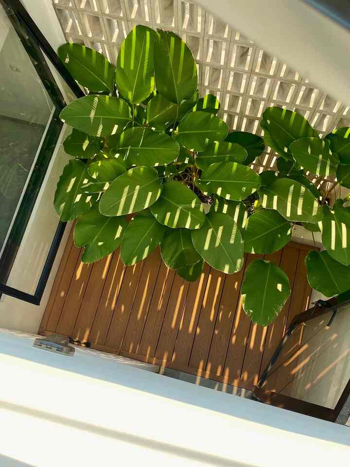 Minimalist Inner courtyard ✨

Lahan berukuran 2 x 3 meter ini kami sulap menjadi inner courtyard sederhana namun sangat fungsional.
Berkonsep Taman kering terbuka, kami menggunakan WPC Decking untuk lantai taman ini. Tanaman calathea lutea juga kami pilih untuk menghiasi taman ini agar tetap segar.
Dinding roster terbuka menjadikan area ini sangat penting bagi pergerakan sirkusi udara di rumah ini.
Di taman ini juga salah satu spot favorite kami untuk menghabiskan waktu bersama dengan anak-anak kami.

Semoga menginspirasi ✨

#MyHouseInspiration #InnerCourtyard #InspirasiTamanKering #LantaiTamanKering #WPCDecking #MiniGarden #TamanIndoor #TamanMinimalis #CatEksterior