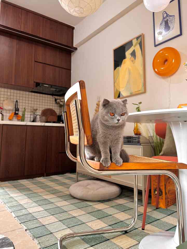 Open space yang maksimal dengan detail sederhana! Kombinasi kayu, warna netral, dan pencahayaan alami bikin ruangan terasa lebih lega. Plus, si penghuni lucu ini jadi pusat perhatian yang bikin cozy vibes makin hidup! 🐾✨

#KitchenSet #mejabulat 
#KitchenSetMinimalis  #tacoHPL
#WarnaCatRumah #Cat

#RumahOpenSpace

#RumahTanpaSekat

#selasarapt
#tinyapartement
