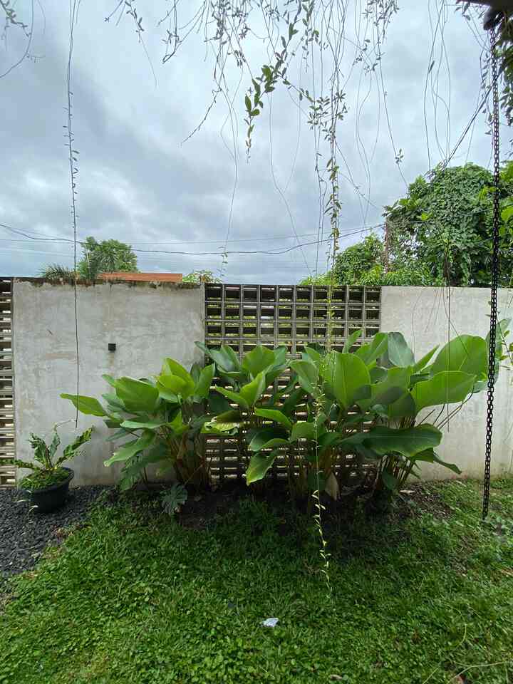 Taman samping yang mulaiii tumbuh subur 
#RumahTropical #TanamanTropical #Calathe #RumputGajah #LampuTaman #ConwoodPlank
