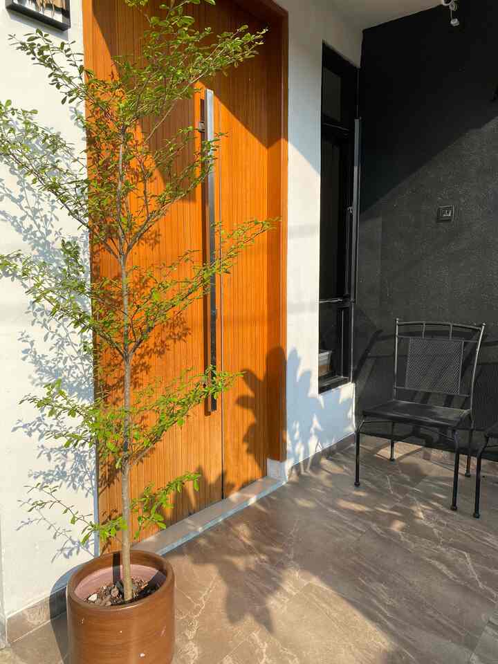 Natural light dirumah_dingdong. Karena rumah kami menghadap timur otomatis pada pagi hari matahari full dari arah depan, tapi untuk sore hari matahari dari belakang rumah

#naturallight #terasrumah #pinturumah #rumahminimalis #rumahmodern #ruangmakan 

