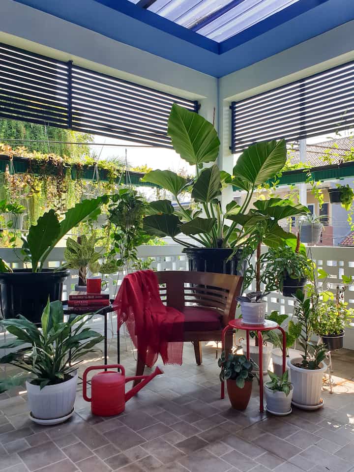 Everyday, I sit in my balcony and think about how I want to take my life forward.
-Gurmeet Choudhary-

haiii tetangga...ini lah penampakan balkon dari sisi dalam, yg biasanya muncul dalam foto2 fasad rumah ibok.
yess... balkon pun kita peruntukan untuk bertanam agar suasana segar dan teduh, sehingga nyaman untuk duduk2.
untuk atapnya kami gunakan jenis alderon polikarbonat transparan sehingga suasananya tetap terang di siang hari, tapi tidak panas. Masih nyaman juga untuk duduk2, ngupi dan membaca 🥰


#Balkon #Balcony #UrbanFarming #UrbanJungle #Tanaman #Berkebun #TemaBebas #homestagram #homecafe 
