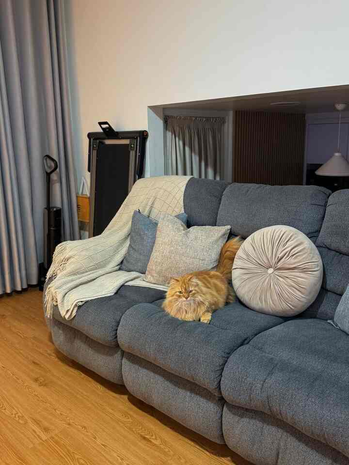 Cozy living room with gray sofa, beige cushions, and an orange cat on a warm wood tone floor