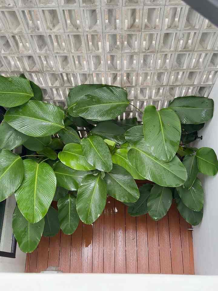 Moment yang paling menyenangkan dan paling ditunggu-tunggu bagi anak-anak kami adalah saat turun hujan di inner courtyard ini. Mereka bisa main sembari mandi air hujan dengan sepuasnya 😁

#InnerCourtyard #InspirasiTamanRumah #InspirasiTamanMinimalis #InspirasiTamanKering #MomenDiRumah #InspirasiDekorasi #RuanganFavorit