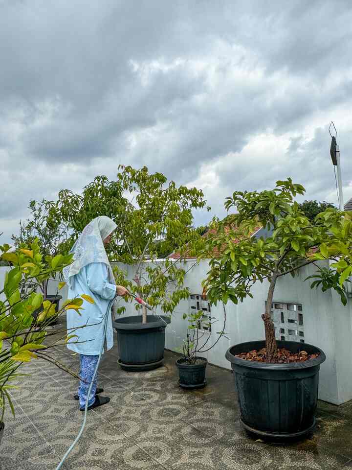 One of the healings for my mother at home is visiting the green fruit children in the rooftop garden. Especially when the fruit season starts like this. It feels adorable to see the mini fruits that are starting to appear 😍 Unfortunately, because they are not diligently wrapped, the fruit seedlings often disappear suddenly. It seems like they are eaten by codot and birds. It's okay though, isn't it charity not only to fellow humans... but also to animals and plants 🤗

#Rooftop #kebun #UrbanFarming #KeramikTeras #cat #CatDinding #warnarumah #WarnaCatRumah #Gardening #homestagram