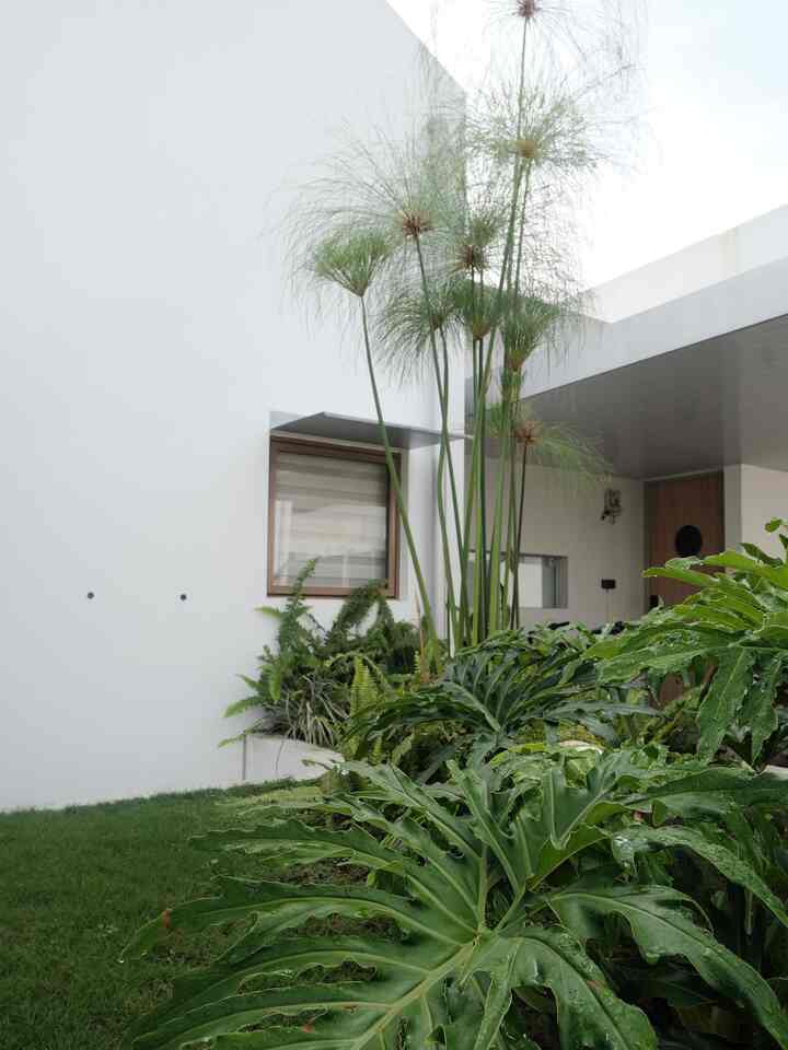 ✨Tips✨ yang bikin rumahmu jadi semakin elegan :
—
1. Menambahkan elemen landscape di area exterior maupun interior
-
Landscape menjadi salah satu elemen yang membuat rumah jadi semakin terlihat elegan karena keberadaannya cukup berdampak signifikan bagi tampilan rumah, dirumah ini kami menggunakan tanaman artificial untuk di area indoor dan tanaman asli di area outdoor.

2. Menggunakan berbagai jenis lighting untuk menciptakan ambience sesuai kebutuhan
-
Lighting juga memberi tampilan elegan pada interior maupun eksterior, permainan cahaya dapat menjadi elemen dekorasi yang menambah nilai estetik di sebuah ruang.

3. Menambahkan dekorasi berbahan tekstil
-
Dekorasi tekstil juga membuat rumah terlihat lebih elegan dan menimbulkan kesan nyaman, tone warna juga dapat disesuaikan dengan karakter penghuni.
—
Sekisn tipa yang bisa dishare, semoga bermanfaat🤗

#CatEksterior #Papyrus #Philodendron #PakisSisir #ElegantOnBudget #DesainRumahElegant #SederhanaMewah