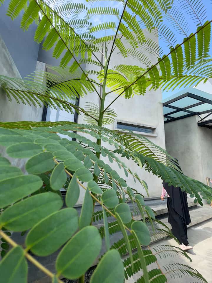 Jujurly, kami bukan tipe orang yang hobi dengan tanaman. Tapi sejak pindah ke rumah ini, kok malah jadi addict ya 😂

Tiap bulan adaaaa aja tanaman yang kami beli. Walau nggak jarang juga mati, tapi kami nggak kapok untuk beli lagi. 

Banyak juga teman-teman online yang sering bertanya jenis tanaman apa saja yang ada di rumah. Berikut adalah tanaman di dalam rumah kami yang berhasil hidup sampai 8 bulan ini, doakan agar bisa selalu tumbuh subur ya 🥹☘️

🌴: Di taman tengah, ada Solobium atau Pakis Brazil. Pertumbuhannya memang sangat masif, tapi perawatannya sangat amat mudah, kalau sudah gondrong bisa di trim rutin. Jarang disiram, namun tetap subur dan rindang.
🌱: Di taman depan rumah, ada Calathea atau Pisang-Pisangan. Ini juga salah satu tanaman yang tough banget. Perawatannya mudah, cukup di trim dan siram rutin, tanpa pupuk pun akan tumbuh subur.
☘️: Di inner courtyard, ada Monstera Variegata. Tanaman rambat yang perawatannya zuperrr easy, kami hanya menyiramnya seminggu sekali. Tapi tumbuh subur nggak pernah rewel.
🌺🌼: Marigold & Melati Jepang, kalau bicara tanaman berbunga, tentu butuh diberikan pupuk seminggu sekali ya. Kami menggunakan pupuk alami, yang dibuat dari rendaman kulit bawang.

Nah, kalau teman-teman, punya tanaman apa saja nih di rumah? 

#FasadRumahMinimalis #TanamanIndoor #TanamanOutdoor #DekorasiRumah #InspirasiFasad #WarnaCatPagar #KursiTeras