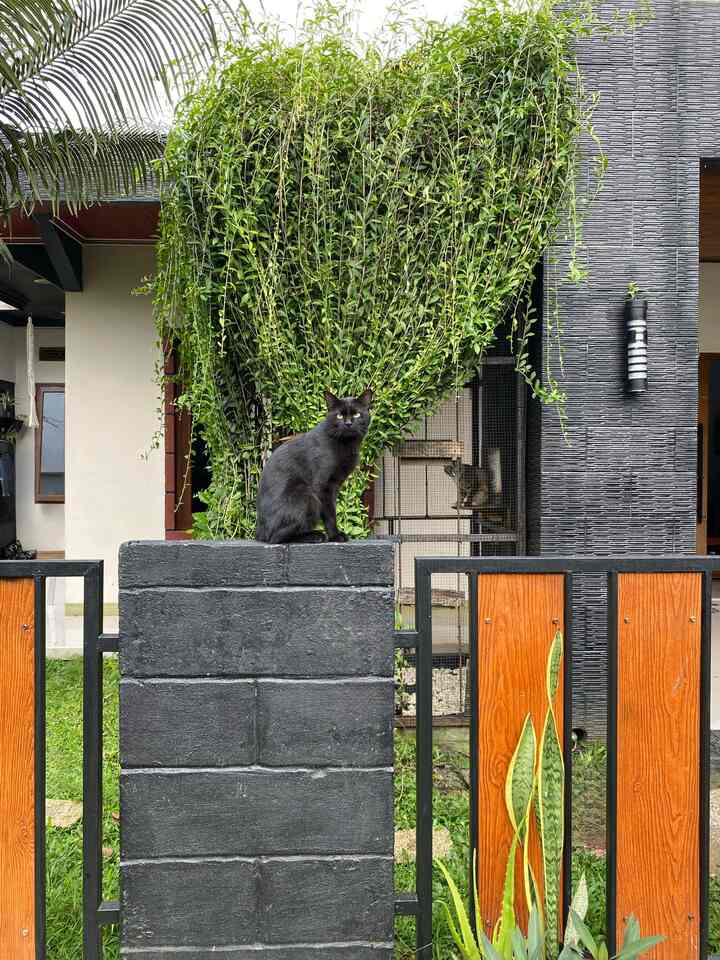 Cat Room ini ukurannya cuma 1x3m penempatannya agak berbeda dari lainnya karna ini tepat di halaman depan rumah dan di depan jendela kamar utama.. selain jadi singgah sananya anabul, cat room ini juga jadi penghalang sinar matahari siang yang terik langsung ke kamar btw rumah kita hadap barat lumayan terik kalo siang, dan di mix juga dengan tanaman mr. Lee kwan yew yang bikin adem area teras area kamar utama 


#CatRoom
#HalamanRumah
#TerasRumah 
#inspirasiPlafonRumah
#CatRoomOutdoor
#Rumahhadapbarat