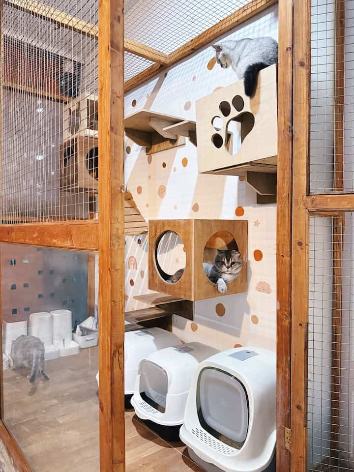 Wood tone and white small cat-specific room featuring wooden cat towers and litter boxes, creating a cozy environment