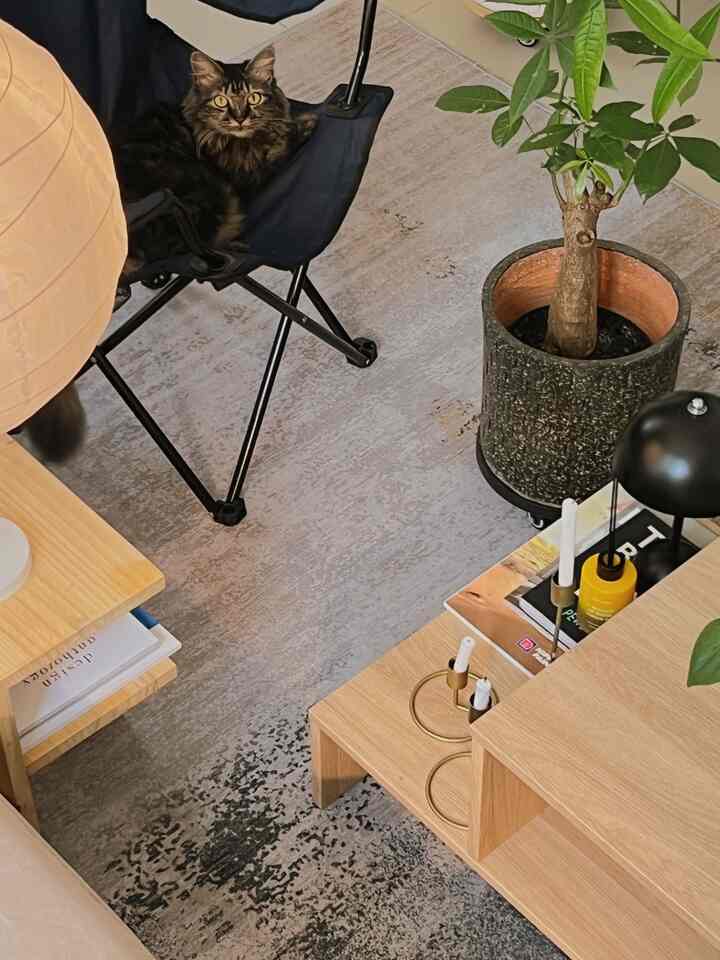 Minggu Santai bersama Anabul.

Minggu slow setelah seminggu ramai. Anabul udah reclaim spot favoritnya, dan aku ikut menikmati sudut cozy ini.

#CozyLiving #SlowLiving #HomeVibes #HyggeHome #HomeSanctuary #MindfulLiving #GreenCorner #IndoorPlantsDecor #PlantsMakeMeHappy #PlantsAndInteriors #NatureAtHome