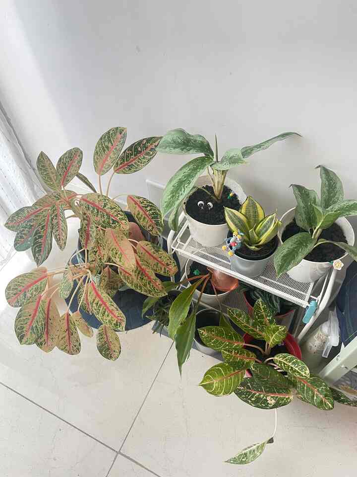 #plants #corner #earth #tropicalplants #foliage

“Tanaman membuat ruangan saya terasa lebih hidup.”