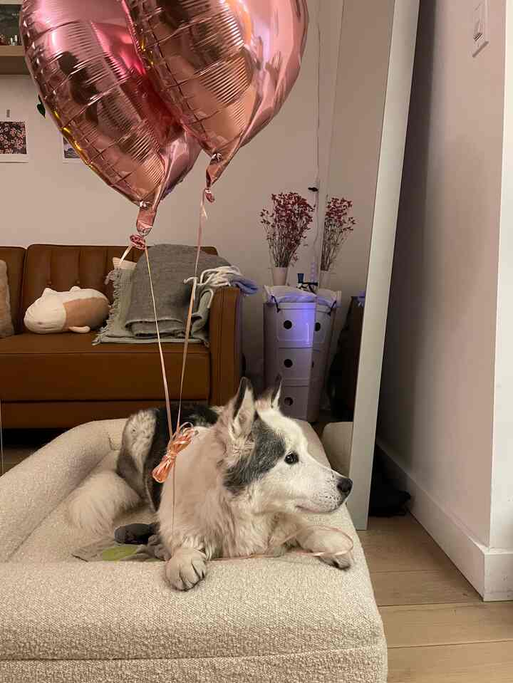 The most aesthetic dog bed #dogbed #livingroom #boucledogbedcover