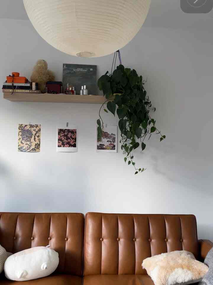 Brown leather sofa against white walls with hanging green plant in a mid-century modern living room interior