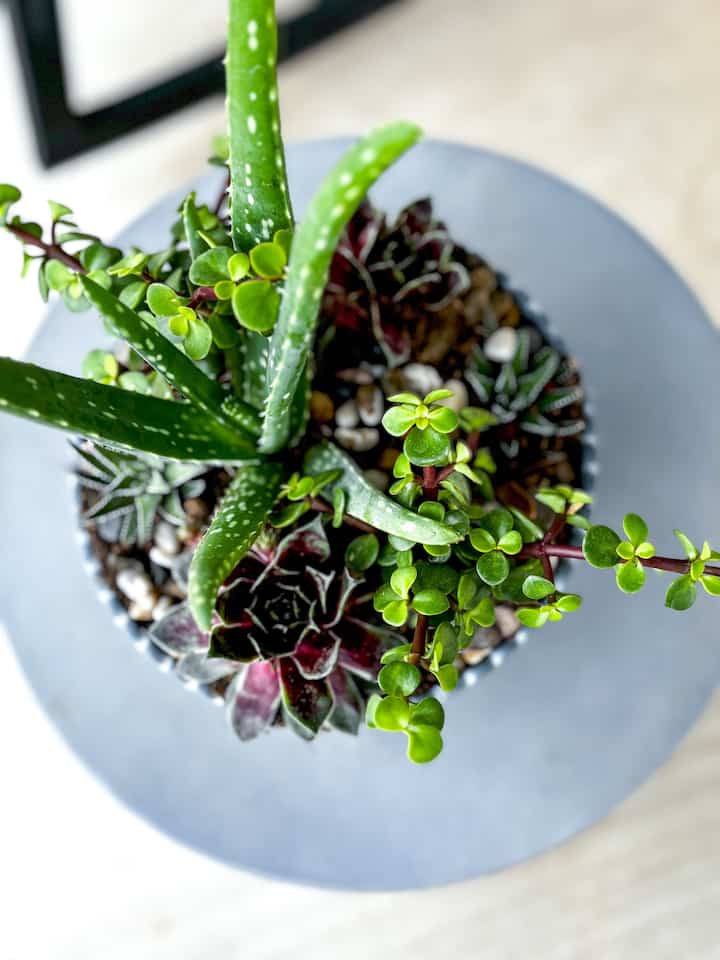 大きなモダンな農家のパティオの玄関ポーチの装飾
#屋外生活 #outdoorfurniture #succulents