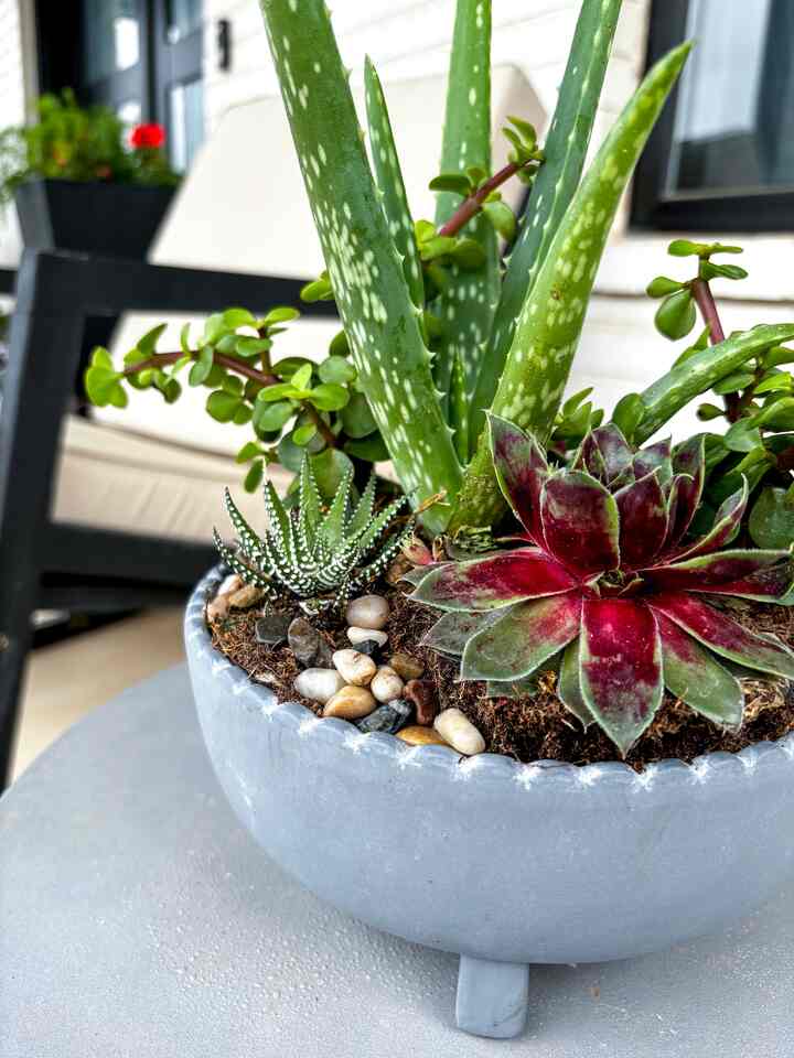 <span data-sheets-root="1" style="color: rgb(0, 0, 0); letter-spacing: normal; font-size: 10pt; font-family: Arial;">Succulent bowl adornong on a modern farmhouse front porch #outdoorliving #succulents #modernfarmhouse #porchdecor</span>