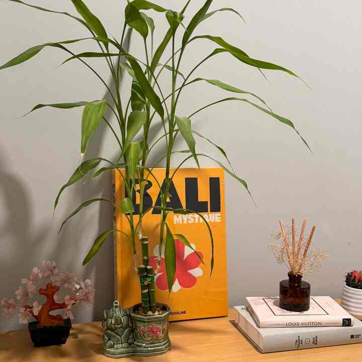 entry way vibes #japandi #bamboo #bonsai 