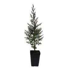 Eastern Redcedar Potted Evergreen Tree