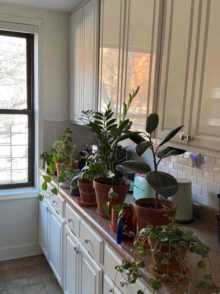 My babies 🪴 #plantinterior #moderneclectic #wateringday