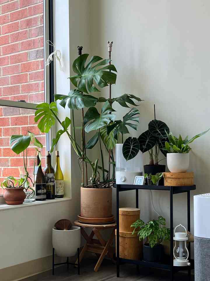 This is our plant nook🌿
#plant #plantinterior #plantshelf #botanic #potstand #monstera #lantern #windowsill #midcentury #modern #interior 