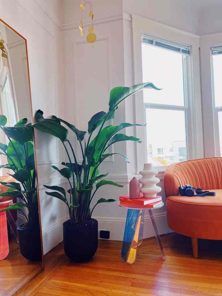 A colorful living room corner with white walls and wood-tone flooring, featuring a large green plant, transparent acrylic side table, and orange sofa