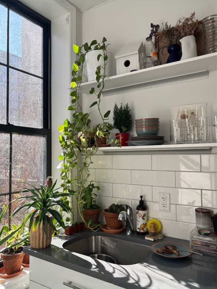 Southwest facing window. 
#kitchen #plants #kitchenplants #modernkitchen #greenery #glassware
