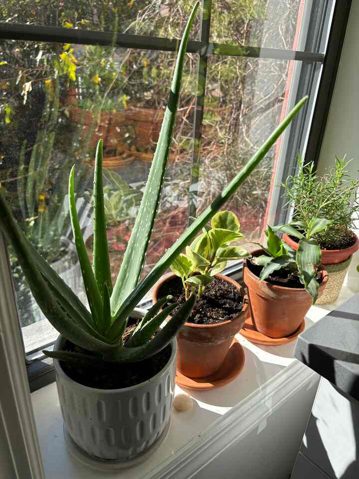 Parakeet’s favorite spot🦜
#plants #modernbiophilic 
