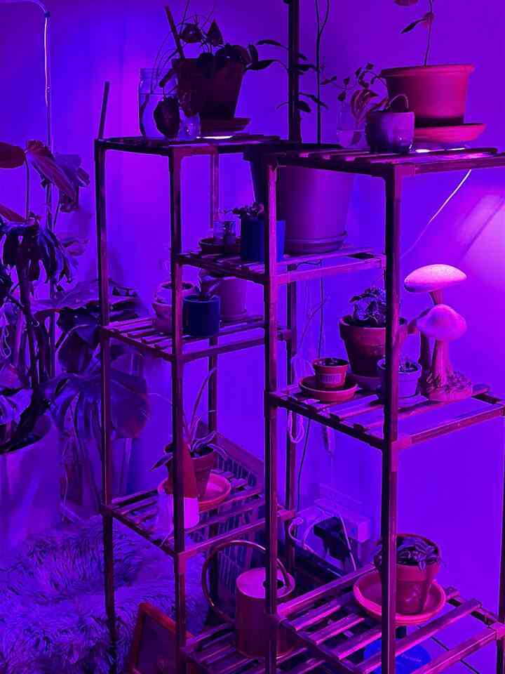 I love my propagation statation, but am so excited to upgrade this shelf and wiring ✨
#dogbed #modern #biophilichome #plants #plantshelf
