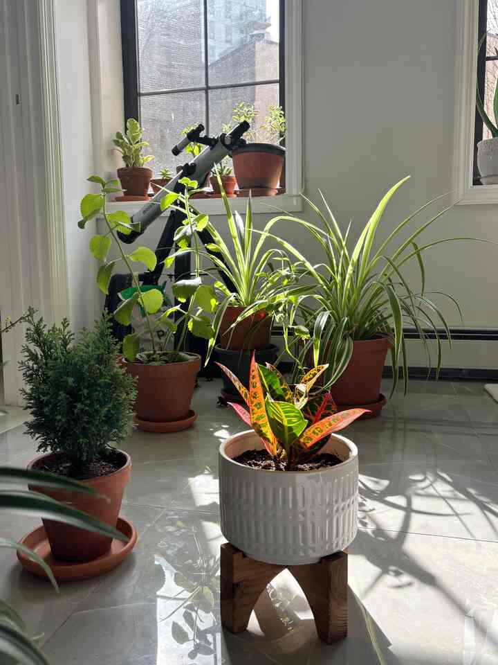 Golden hour light✨
#biophilic #modern #greenery #planter #plants #queens #NY