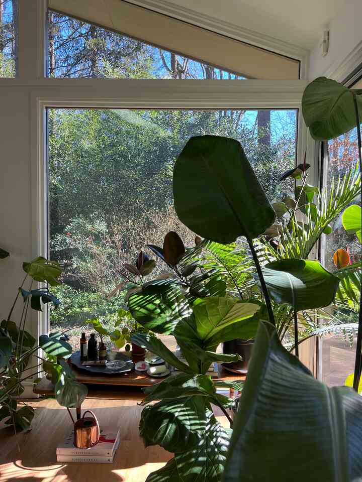 Sunbathing #indoorplants #plantsinmyroom #Planterrier #bedroom #bedroomdecor #bedroominterior