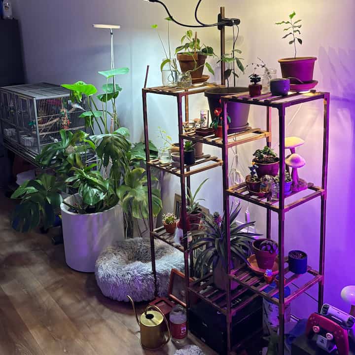 #biophilichome #greenhome #plantlight #growlight #apartment #nyc