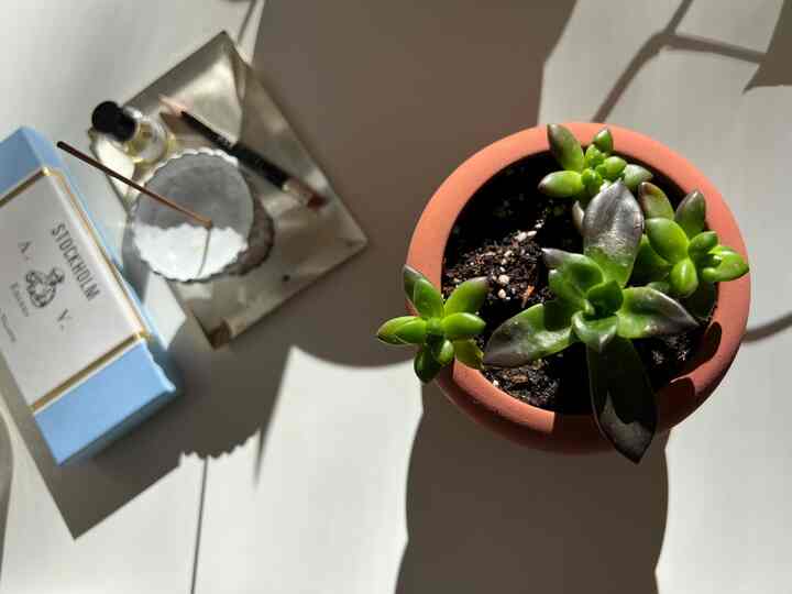 On the table #diningtable #plants #incense 
