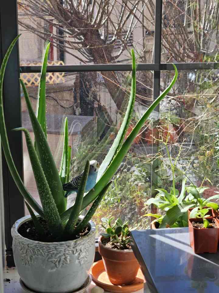 Spot the bird🦜
#pets #apartment #nyc #plants #moderninterior #biophilichome
