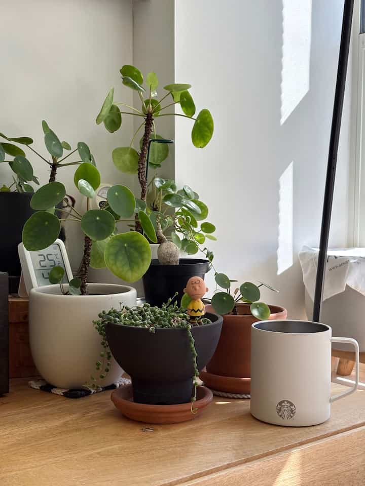 Charlie brown guarding our small garden🌿
#livingroom #plant #planterrier #charliebrown #figure #pots #pot #pileapepe #stringofpearls