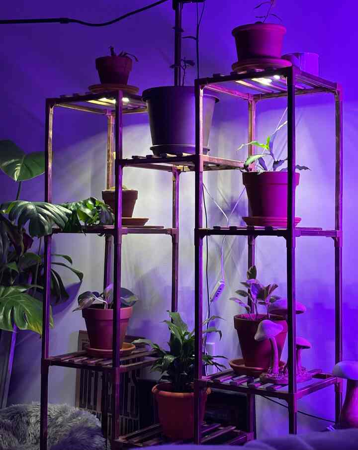 🌱✨
#plants #growlight #plantstand #dogbed #biophiliachome