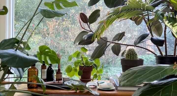 Plants and room decor #plants #roomdecor #aesop #cozyroom #Planterrier #bedroominterior #bedroomdecor #bedroomstyling 